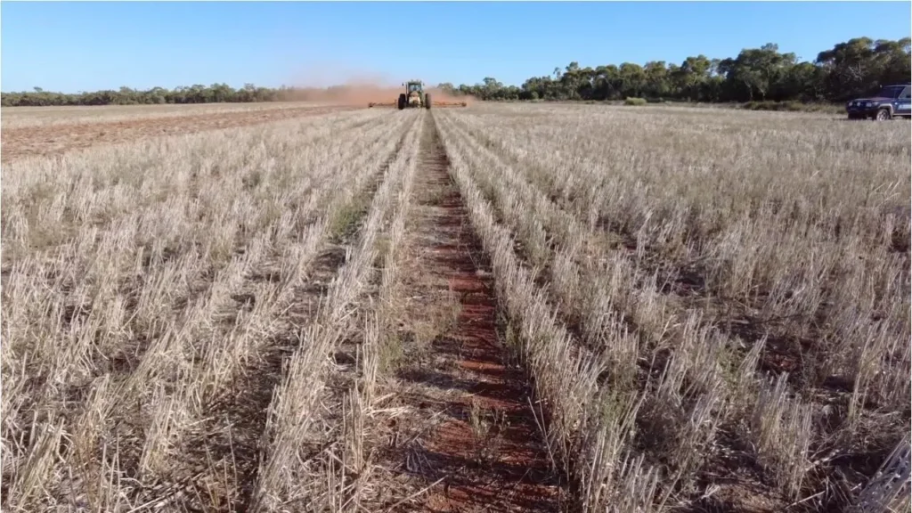fleabane stands no chance large