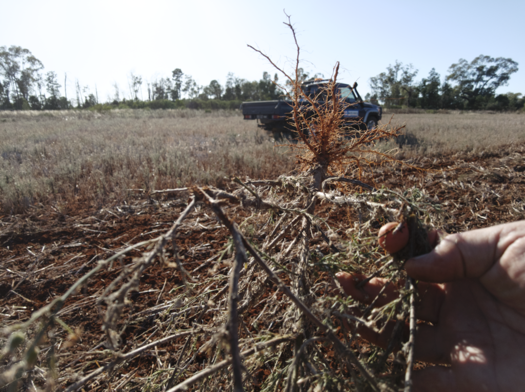 What is fleabane?