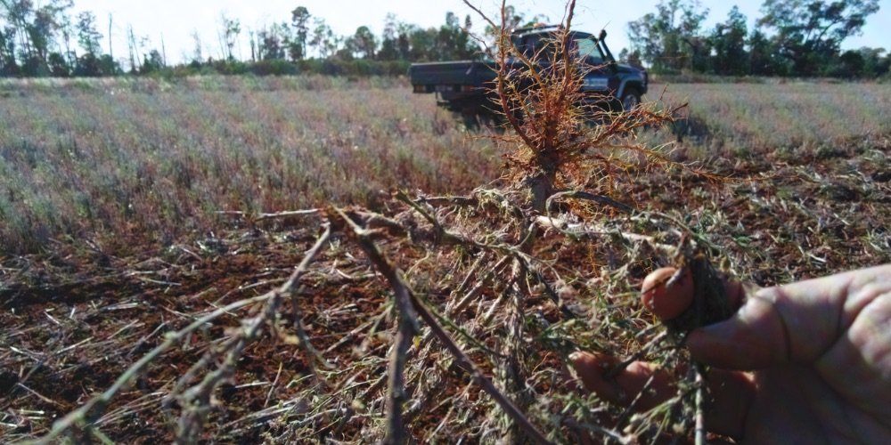 Surface tillage and harrows part of the solution